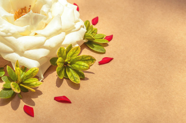 White rose surrounded by red petals and green leaves,left aligned.  - Photo, Image
