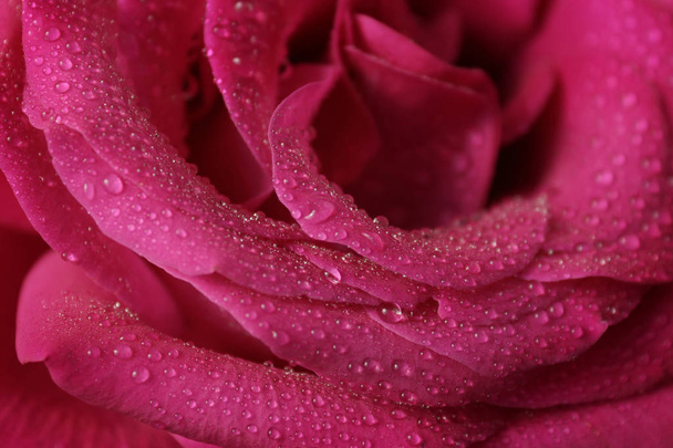 Rose-petals with water drops - Photo, Image