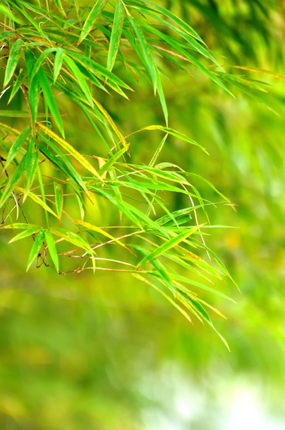 Primavera abstrato fundo verde com folhas de bambu
 - Foto, Imagem