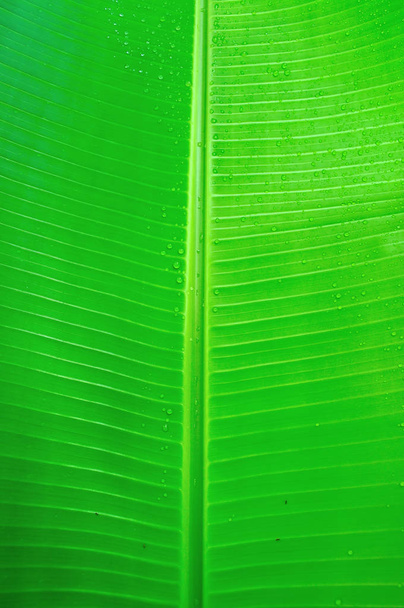 バナナの葉のテクスチャ背景 - 写真・画像