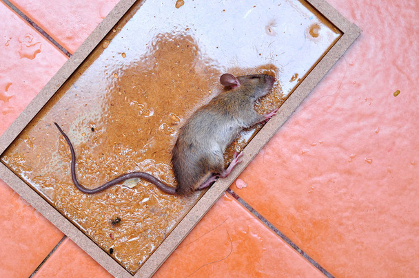 la rata es pegamento palo en la ratonera
 - Foto, Imagen