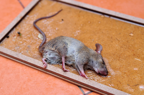 крыса жует палку на мышеловке
 - Фото, изображение