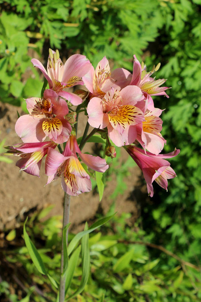 Красивые цветы лилии на природе
 - Фото, изображение