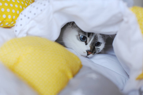 Μπλε-eyed λευκό γάτα κάτω από κουβέρτα κλωστοϋφαντουργίας - Φωτογραφία, εικόνα