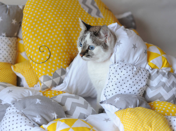 Gato blanco de ojos azules bajo manta textil
 - Foto, imagen