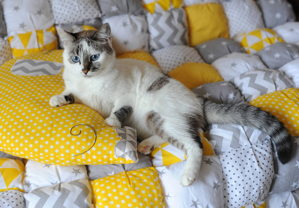 Синьоокий білий кіт лежить на текстилі ковдри
 - Фото, зображення