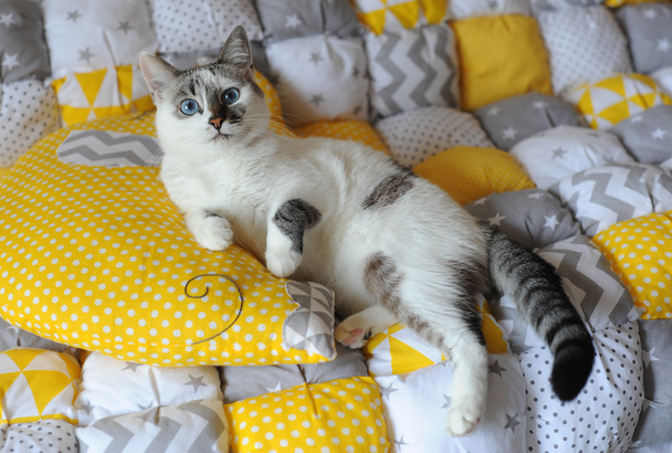 Μπλε-eyed λευκό γάτα ψέμα για την κλωστοϋφαντουργία κουβέρτα - Φωτογραφία, εικόνα
