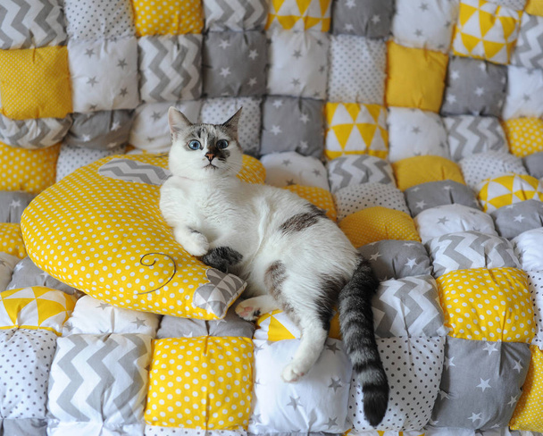 Niebieskooka biały kot kłamstwo na koc włókienniczych - Zdjęcie, obraz