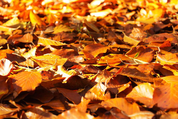 Feuilles d'automne colorées en jaune orangé et brun
 - Photo, image