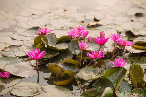 roze kleur verse lotus blossom - Foto, afbeelding