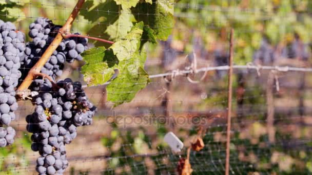 яскравий виноград у долині річки
 - Кадри, відео