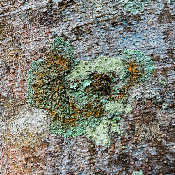 Jäkälät ovat symbioottisia sieniä ja leviä
 - Valokuva, kuva
