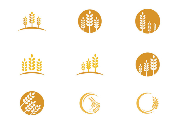 шаблон логотипа пшеницы
 - Вектор,изображение