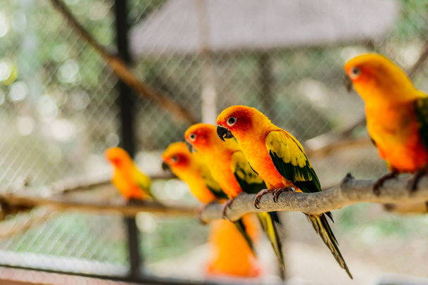 Piękne kolorowe papugi, Sun Conure (Aratinga solstitialis), s - Zdjęcie, obraz