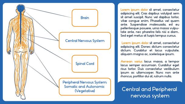 Κεντρικό και περιφερικό νευρικό σύστημα. Κανονικό στυλ. - Διάνυσμα, εικόνα