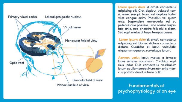 Esquema infográfico. Fundamentos de psicofisiologia de um olho. Campo de visão binocular e monocular
. - Vetor, Imagem