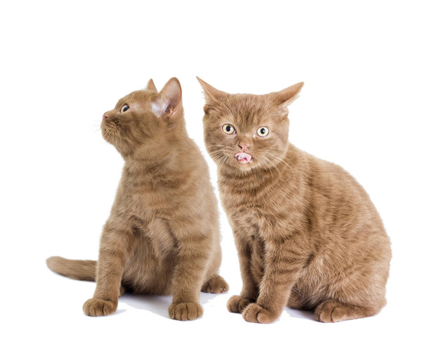 Britse kittens, kaneel kleur - Foto, afbeelding