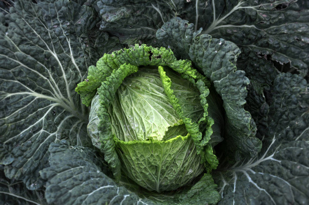Savoy cabbage head _ 2
 - Фото, изображение
