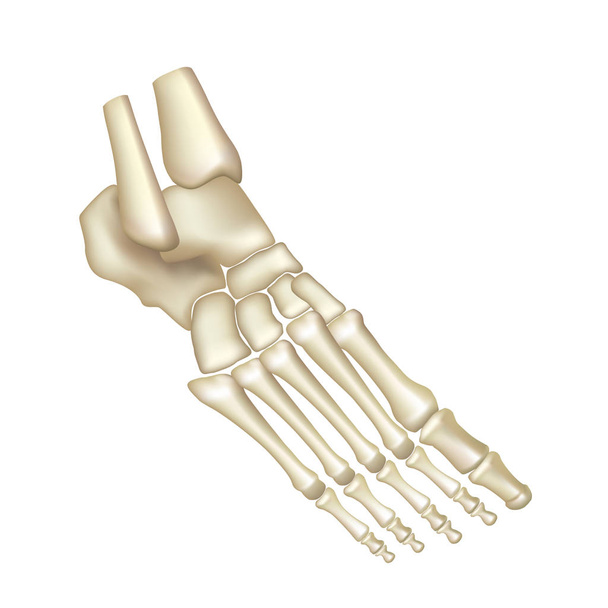 Beenderen van de voet geïsoleerd op witte vector - Vector, afbeelding