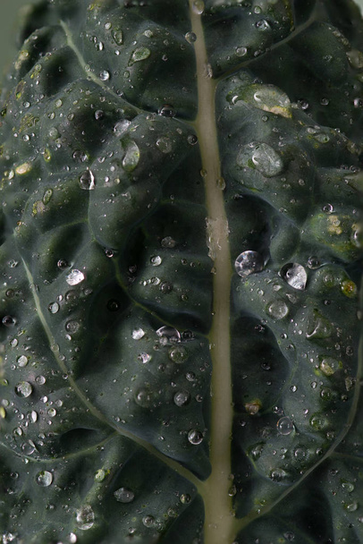 Πυροβολισμό μακρο ενός φύλλου Lacianto Καλέ - Φωτογραφία, εικόνα