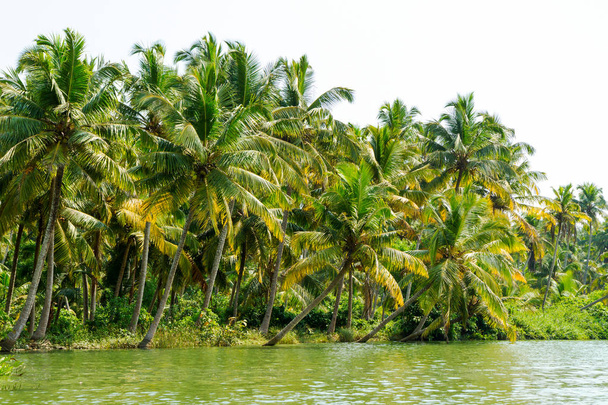 Jungle of the Kerala backwaters, chain of lagoons and lakes - Photo, Image