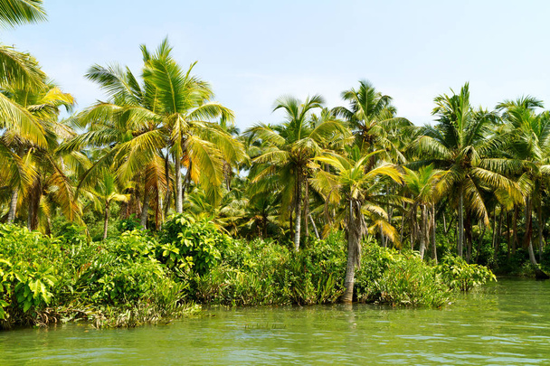 Jungle of the Kerala backwaters, chain of lagoons and lakes - Valokuva, kuva