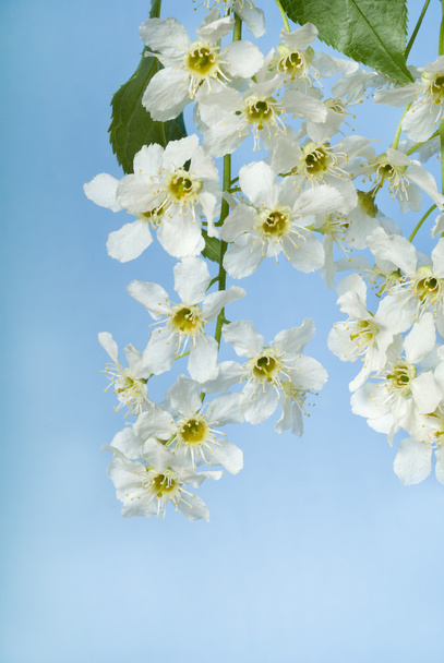 Flowers of bird cherry tree - Valokuva, kuva
