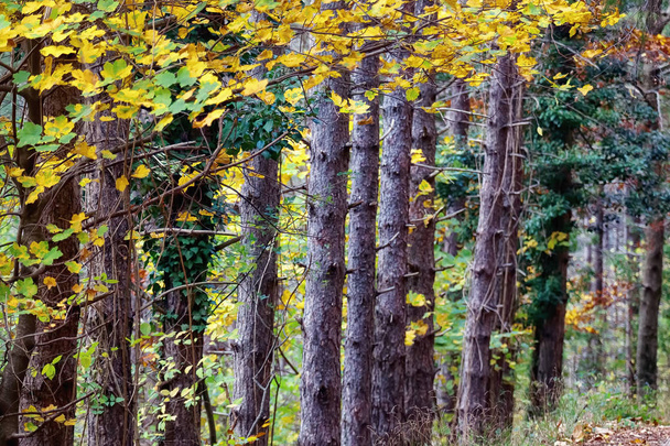 Series of tree trunks in the woods, in an autumn light. - Photo, Image