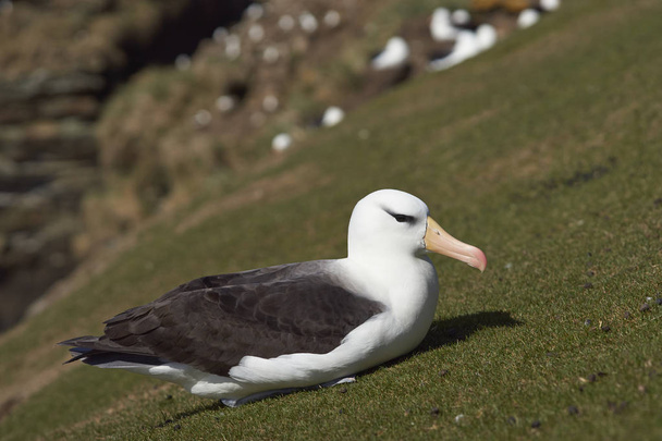 Black-browed Albatross (Thalassarche melanophrys) - Photo, Image