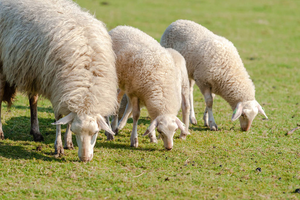 Lampaat nuorten karitsojen kanssa niityllä
 - Valokuva, kuva