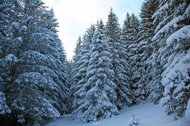 冬の山の森林。モミの枝が雪で覆われています。 - 写真・画像