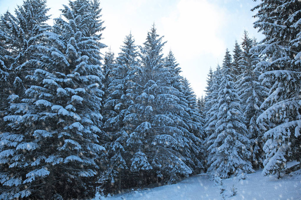 Winter mountain forest. Branches covered with snow. Cold toning. Snowfall. - Photo, Image