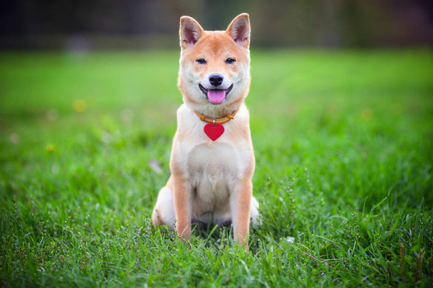 Joven perro Shiba Inu
 - Foto, Imagen