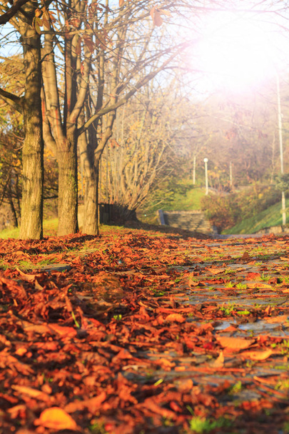 fallen leaves in a city park on  pedestrian road with sunny hotspot - Photo, Image