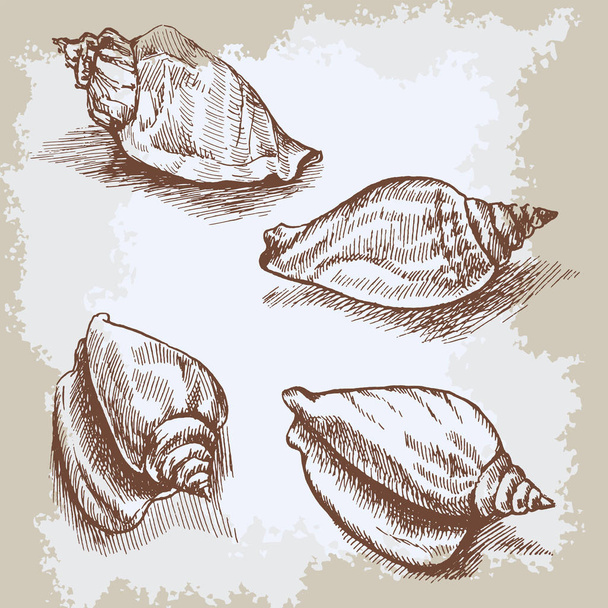 Seashells mão desenhado vetor gráfico vintage gravura esboço, ornamento marinho artístico subaquático, design para cartão, papel de parede, textura decorativa, papel de embrulho
 - Vetor, Imagem