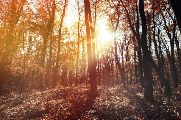 Caminho na floresta durante o outono
 - Foto, Imagem