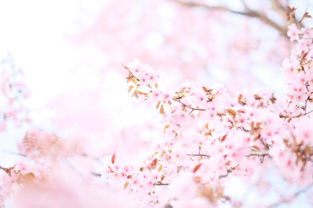 Flores de cerejeira em primavera - Foto, Imagem