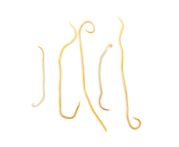 Helminthiasis Toxocara canis (also known as dog roundworm) or parasitic worms from little dog on white background, Pet health care concept - Photo, Image