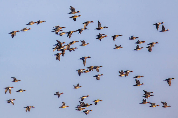 Ördek farklı türlerin Flock - Fotoğraf, Görsel
