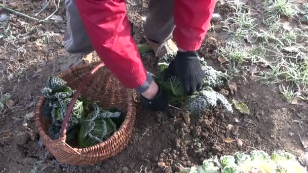Gärtner erntet tiefgefrorenen Wirsing - Filmmaterial, Video