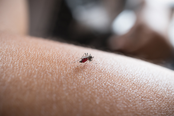 lähikuva hyttynen imee verta ihmisen iholle, sylki
  - Valokuva, kuva