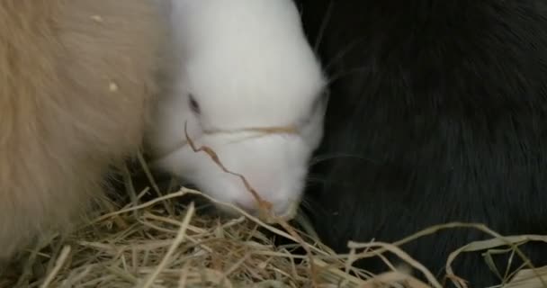 Kaninchenbaby aus nächster Nähe - Filmmaterial, Video
