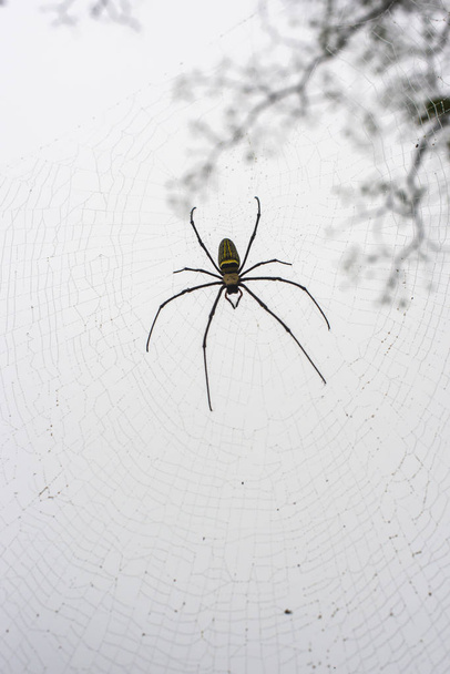 Zbliżenie tajemniczej pajęczej sieci. pajęczyny, wrażliwy fokus - Zdjęcie, obraz