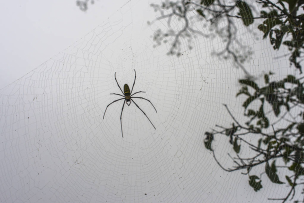 Gros plan d'un mystérieux filet d'araignée. toiles d'araignée, Focus sensible
 - Photo, image