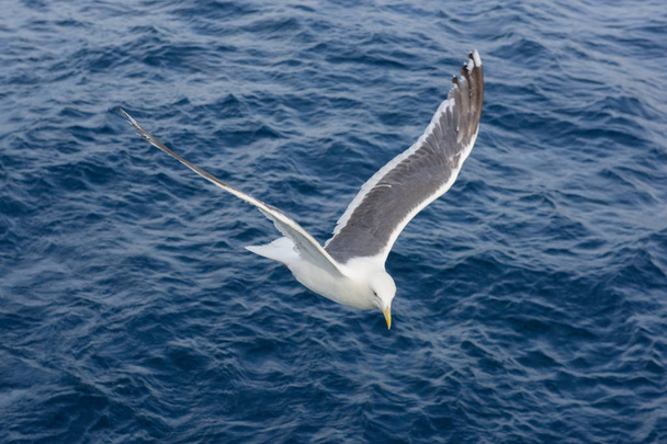Seagull in Hokkaido - Photo, image