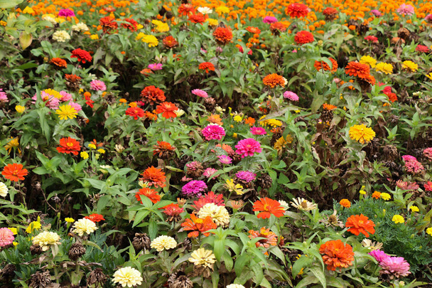 Doğa güzel Zinnia çiçeği - Fotoğraf, Görsel