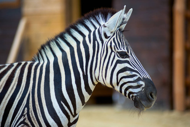 Zebra on the nature - Foto, Imagem