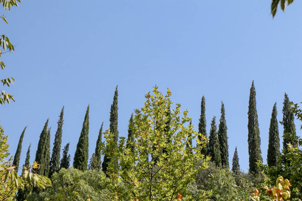 Cypreast trees in the   nature background - Valokuva, kuva