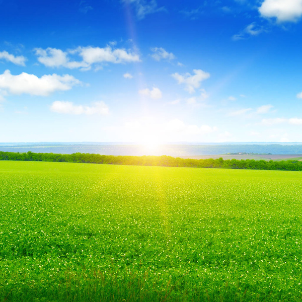 field, sunrise and blue sky - Фото, изображение