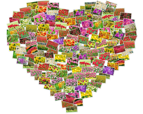 Kuvia sydämen muotoon järjestetyistä tulppaaneista
 - Valokuva, kuva